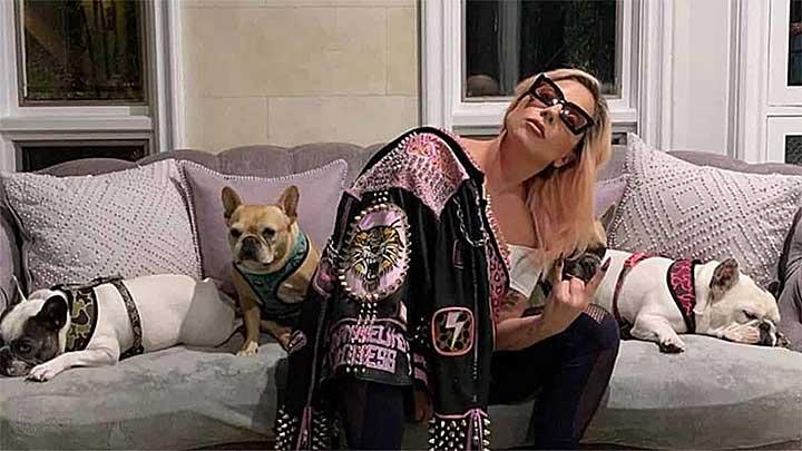 Pencuri yang Menembak Penuntun Anjing Lady Gaga Dihukum 21 Tahun Penjara