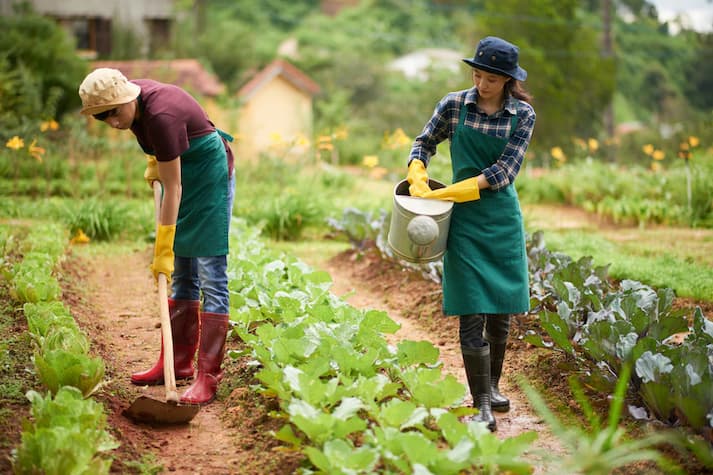 Bisnis di Bidang Pertanian untuk Pemula: Peluang, Tantangan, dan Tips Sukses